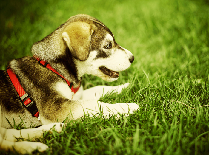 无毒无害健康的网络ddos监测分析工具