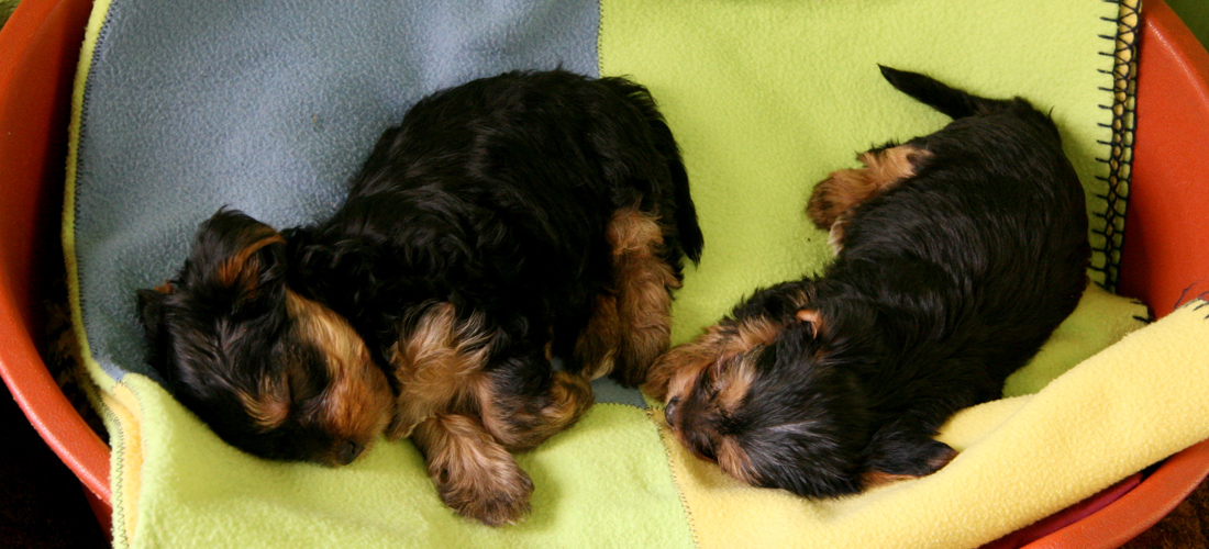 自动攻击网站工具下载